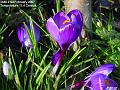 2007-0221crocus